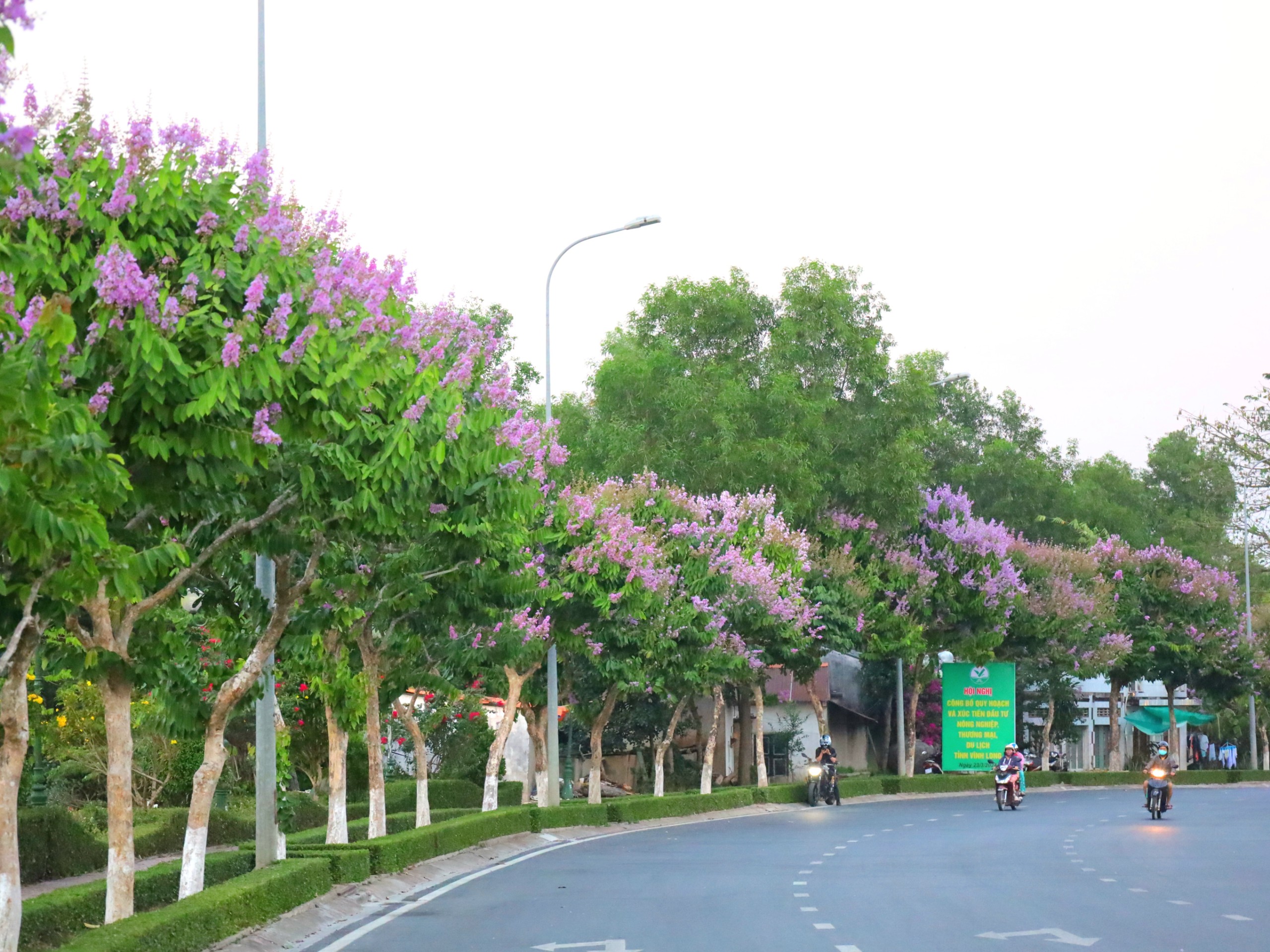 Con đường hoa bằng lăng rực rỡ sắc t&iacute;m 