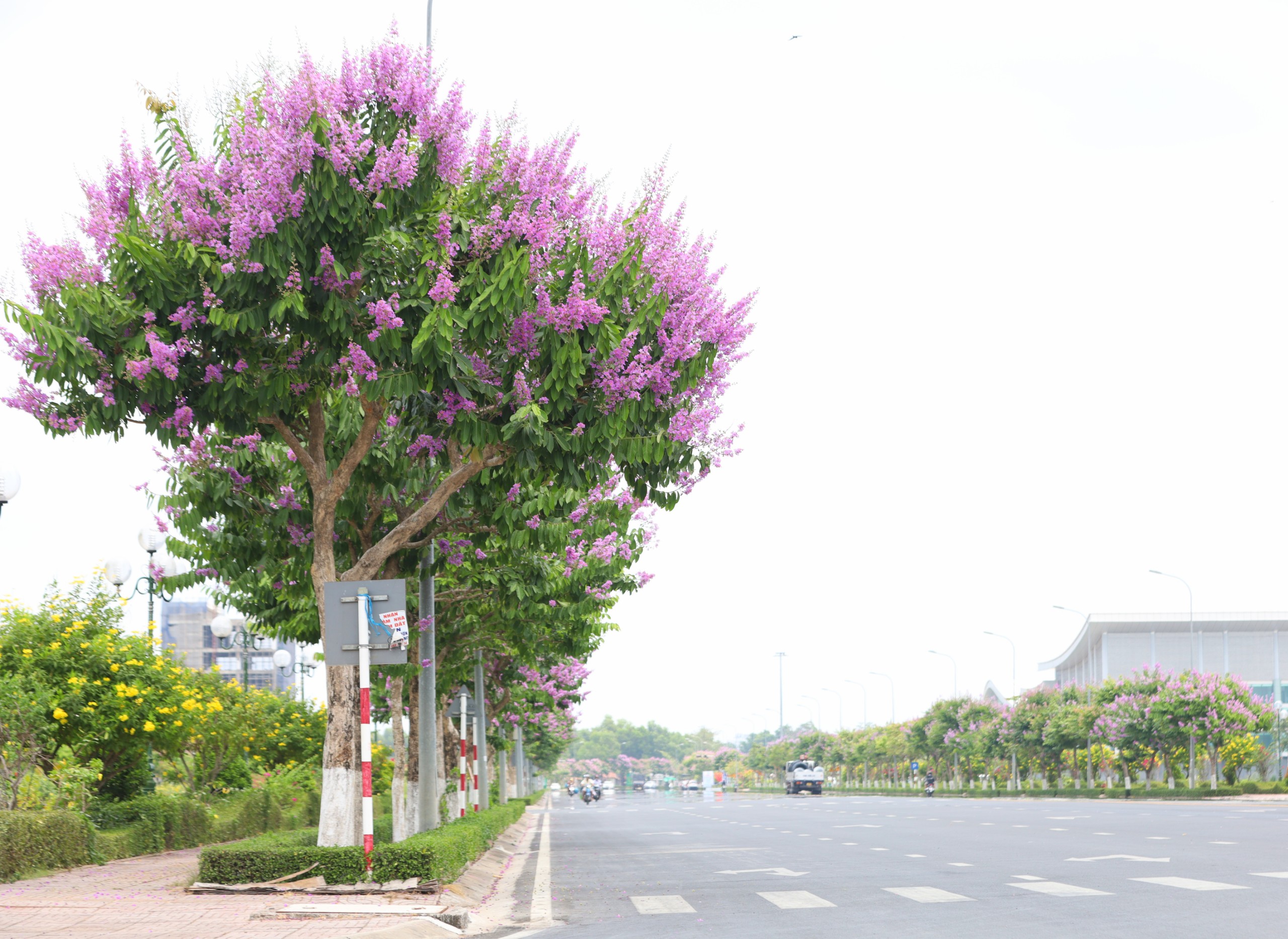 Con đường hoa bằng lăng rực rỡ sắc t&iacute;m 