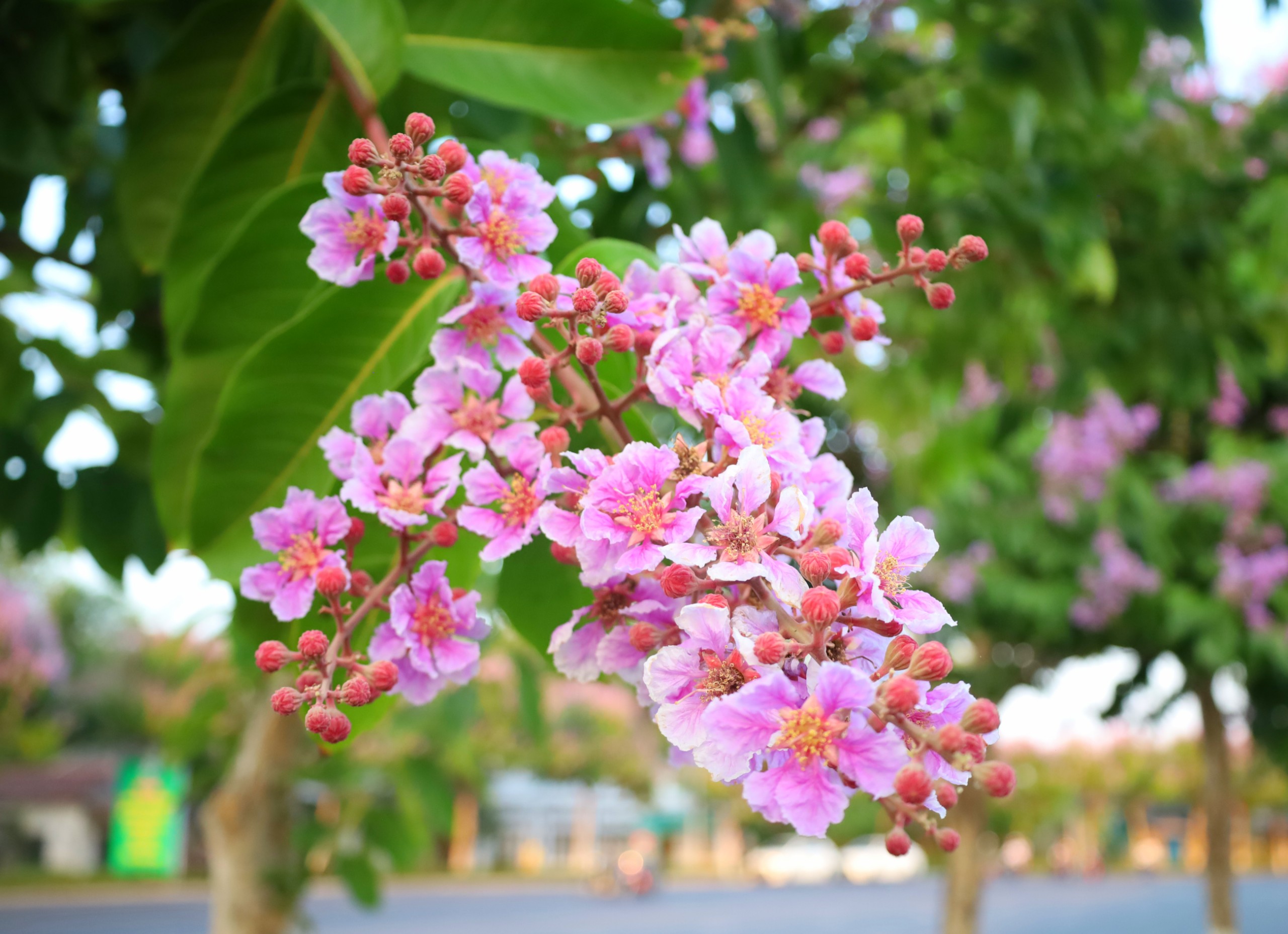 Con đường hoa bằng lăng rực rỡ sắc t&iacute;m 