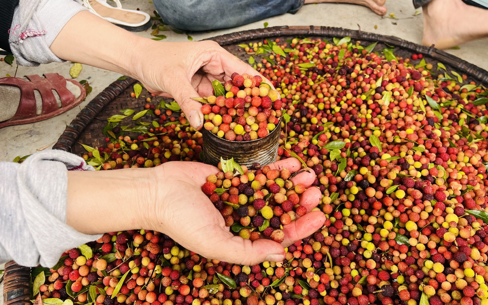 Hoành Sơn rất đỗi hào phóng