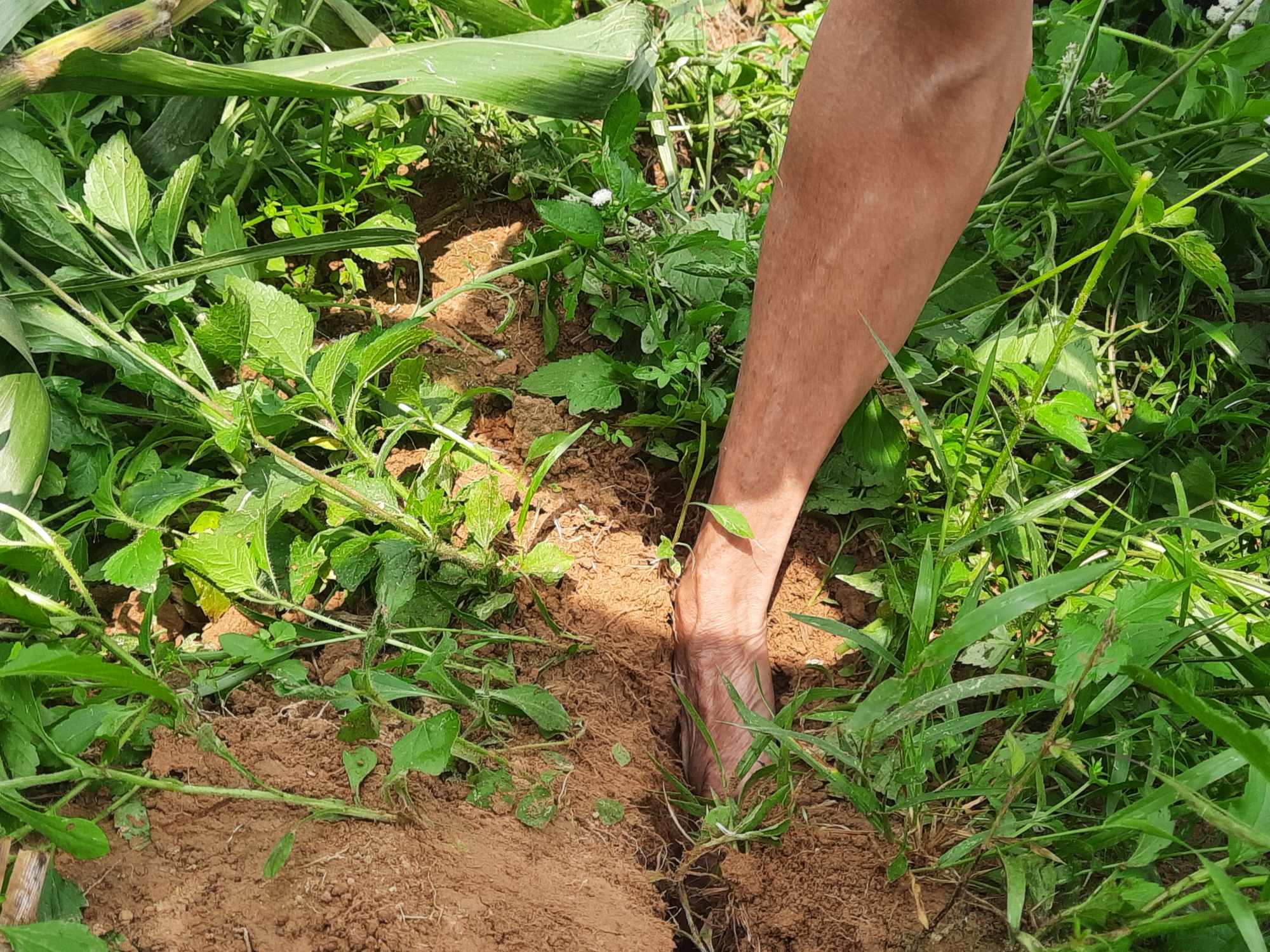 Bờ sông Ngàn Phố sạt lở nghiêm trọng, người dân lo mất hết đất sản xuất- Ảnh 3.