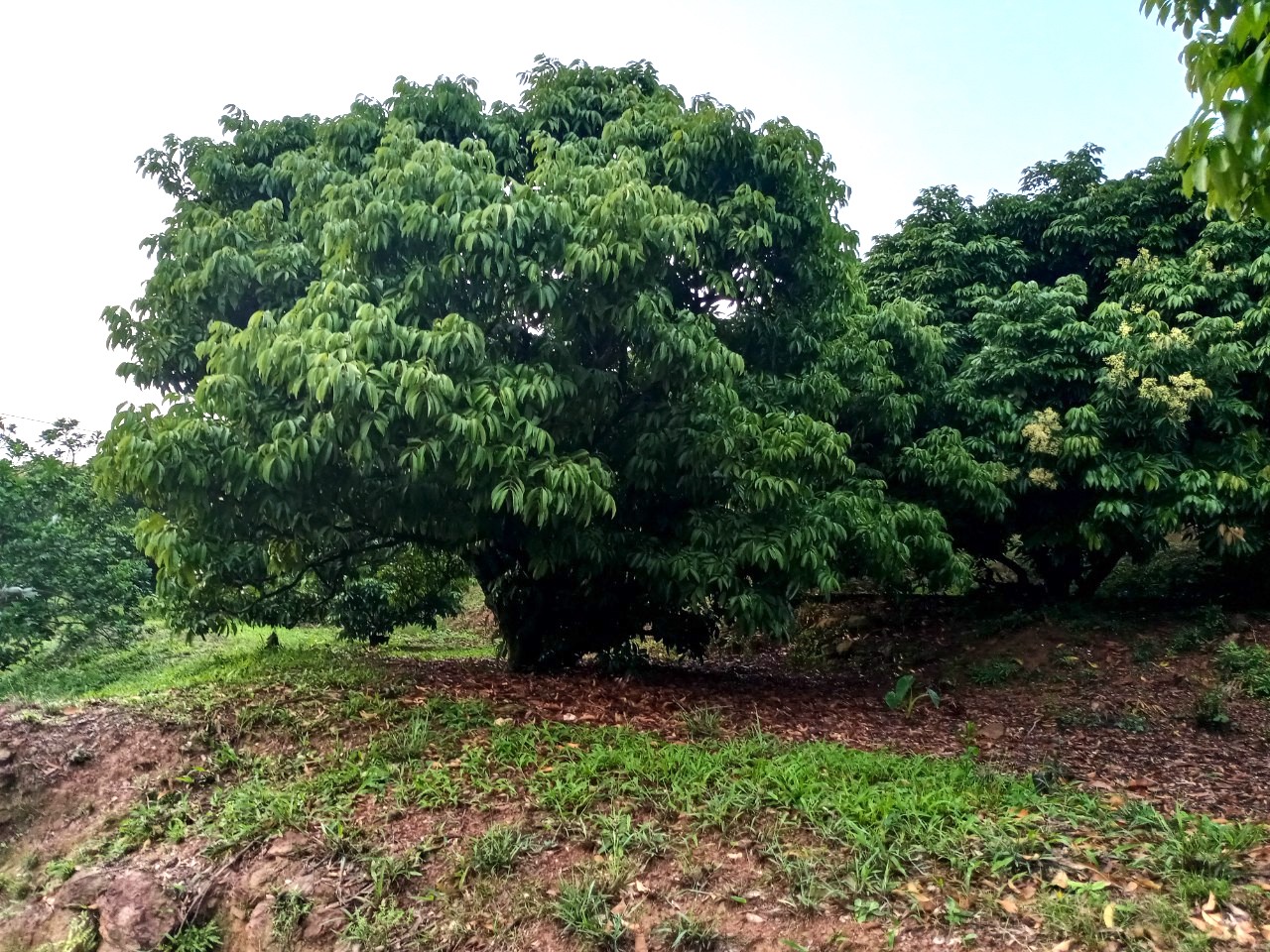 "Thủ phủ" vải thiều lớn nhất Việt Nam lo mất mùa, sản lượng giảm mạnh- Ảnh 1.