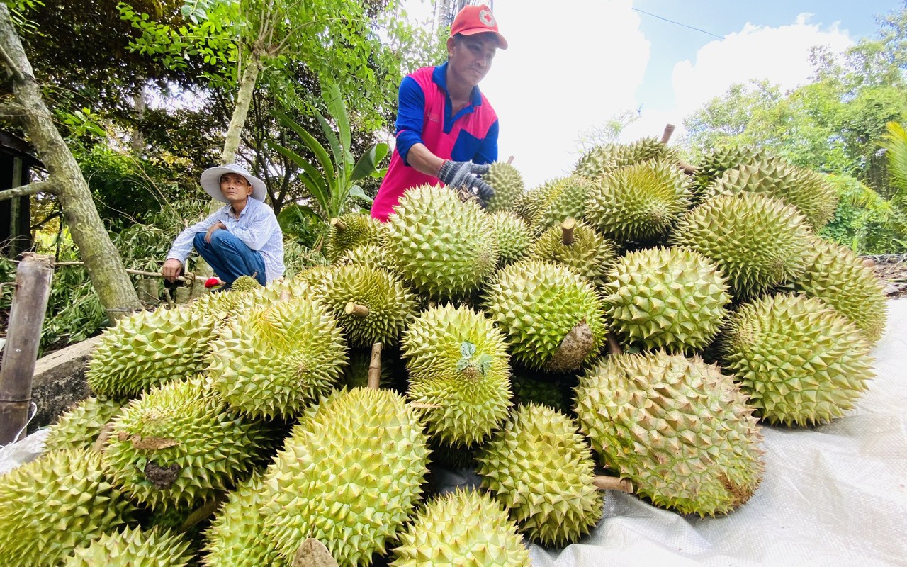 Được mùa, được giá nhưng phải lo xa
