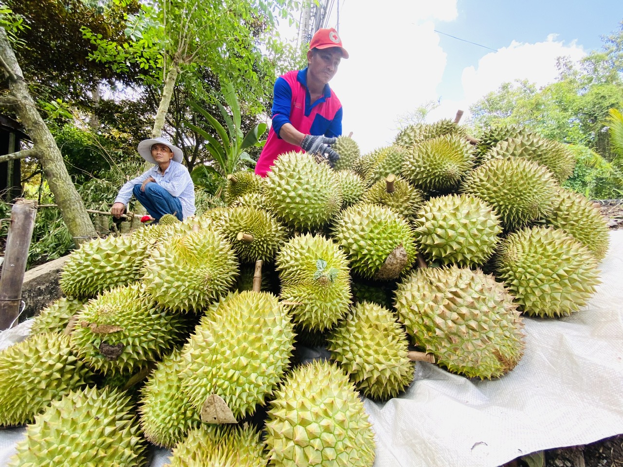 Từ năm 2023 đến nay, sầu riêng luôn có giá cao do xuất khẩu thuận lợi Ảnh: Ngọc Trinh