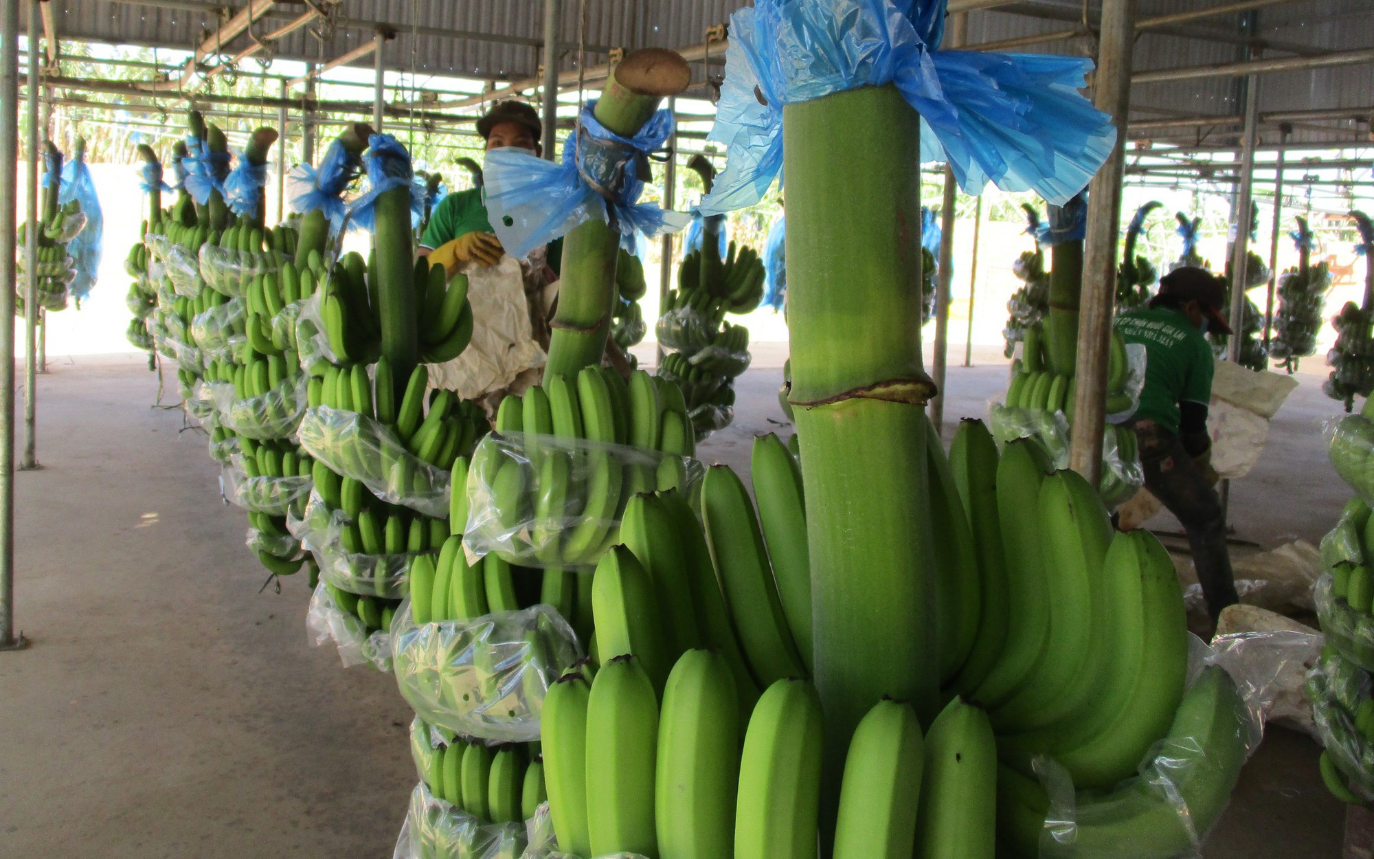 Bầu Đức tăng diện tích trồng chuối và sầu riêng lên 11.000 ha
