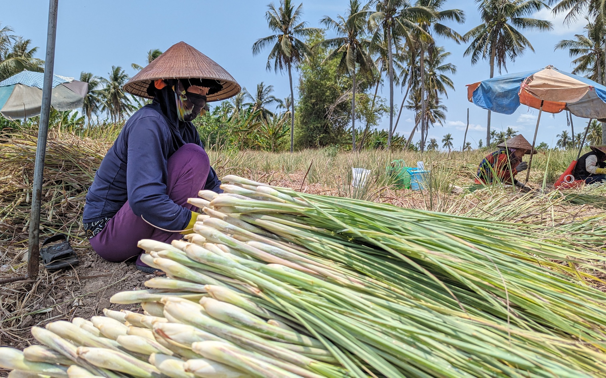 VIDEO: Bất ngờ mô hình sản xuất bất chấp hạn mặn ở Tiền Giang