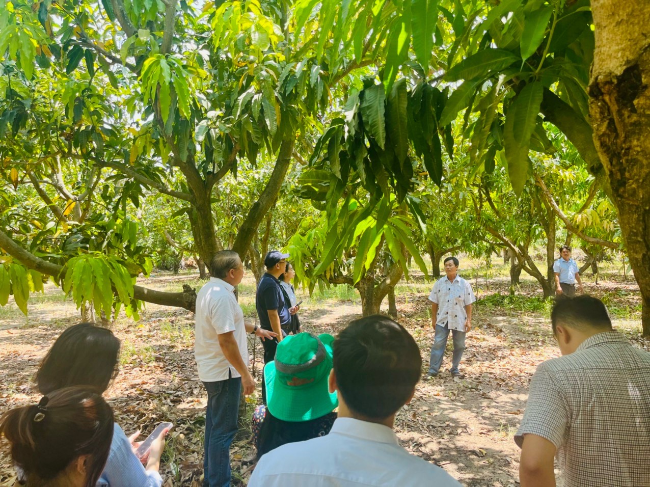 Xoài cát Cần Giờ ngon nổi tiếng nhưng chưa vào được siêu thị- Ảnh 1.