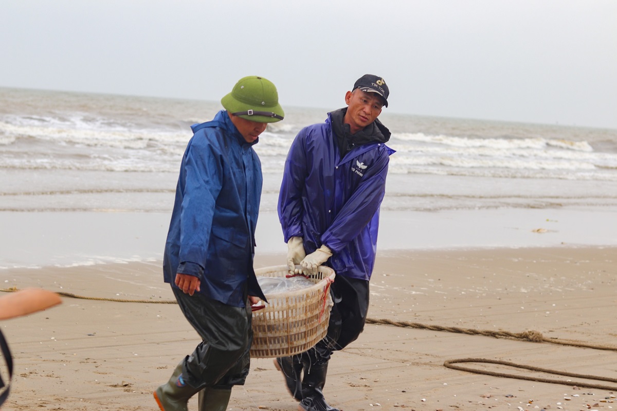 Vớt "v&agrave;ng trắng" tr&ecirc;n biển, ngư d&acirc;n Thanh H&oacute;a kiếm tiền triệu mỗi ng&agrave;y- Ảnh 2.