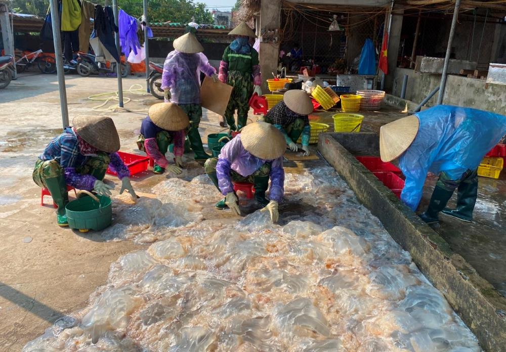 Vớt "v&agrave;ng trắng" tr&ecirc;n biển, ngư d&acirc;n Thanh H&oacute;a kiếm tiền triệu mỗi ng&agrave;y- Ảnh 5.