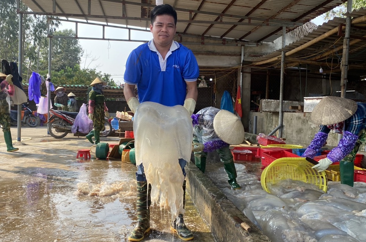 Vớt "v&agrave;ng trắng" tr&ecirc;n biển, ngư d&acirc;n Thanh H&oacute;a kiếm tiền triệu mỗi ng&agrave;y- Ảnh 8.