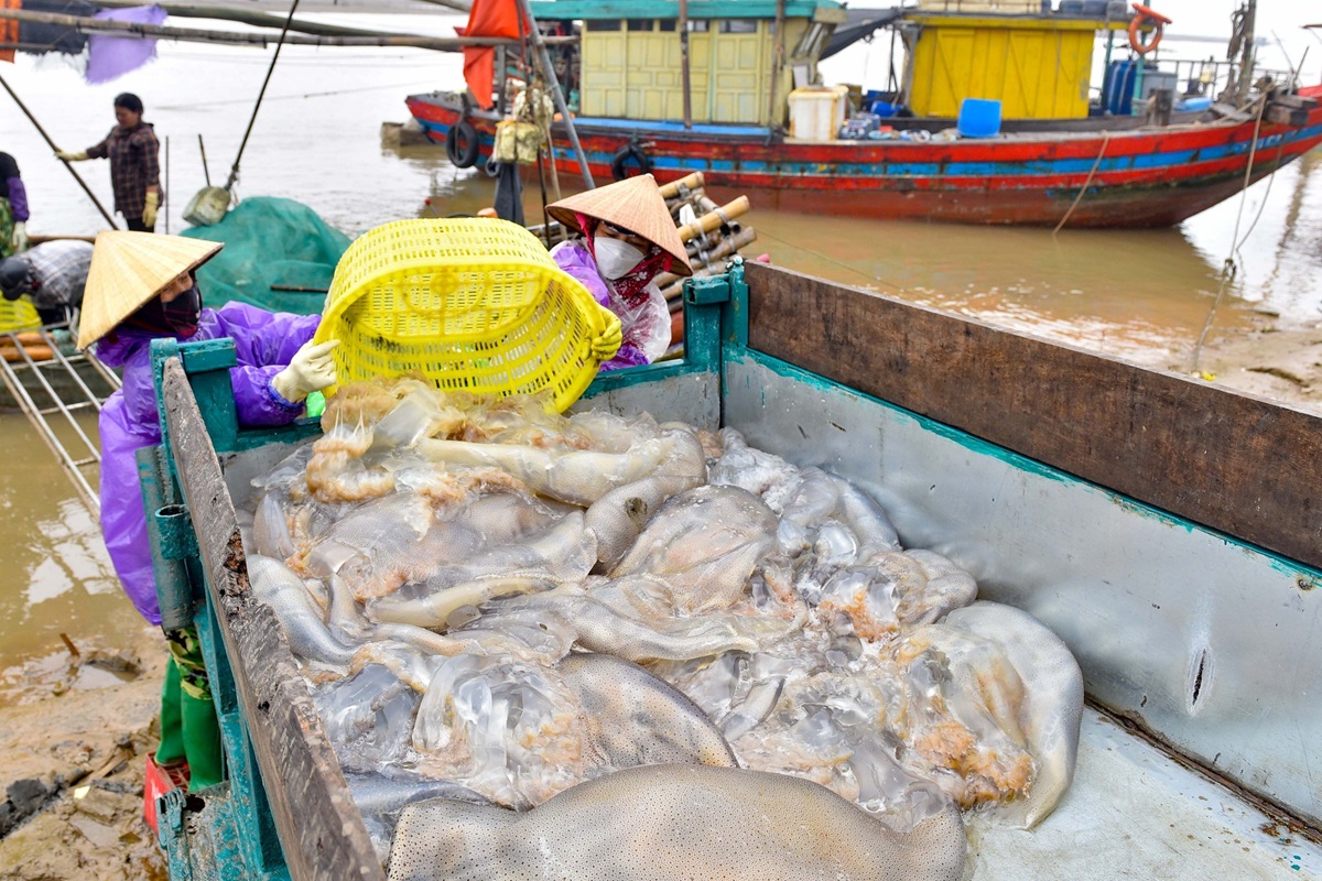 Vớt "v&agrave;ng trắng" tr&ecirc;n biển, ngư d&acirc;n Thanh H&oacute;a kiếm tiền triệu mỗi ng&agrave;y- Ảnh 3.