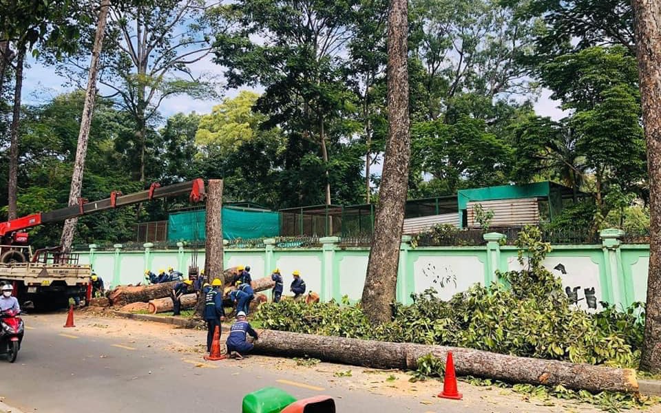 TP HCM sắp đốn hạ hơn 400 cây xanh để làm tuyến Metro số 2