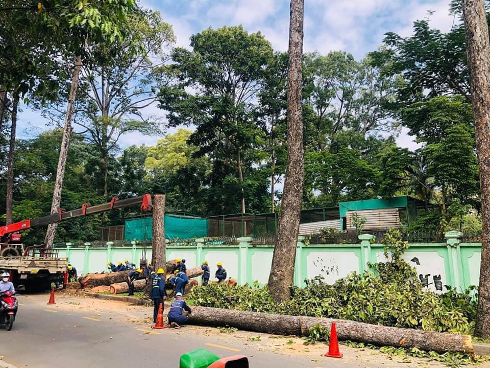 TP HCM sắp đốn hạ hơn 400 cây xanh để làm tuyến Metro số 2- Ảnh 1.