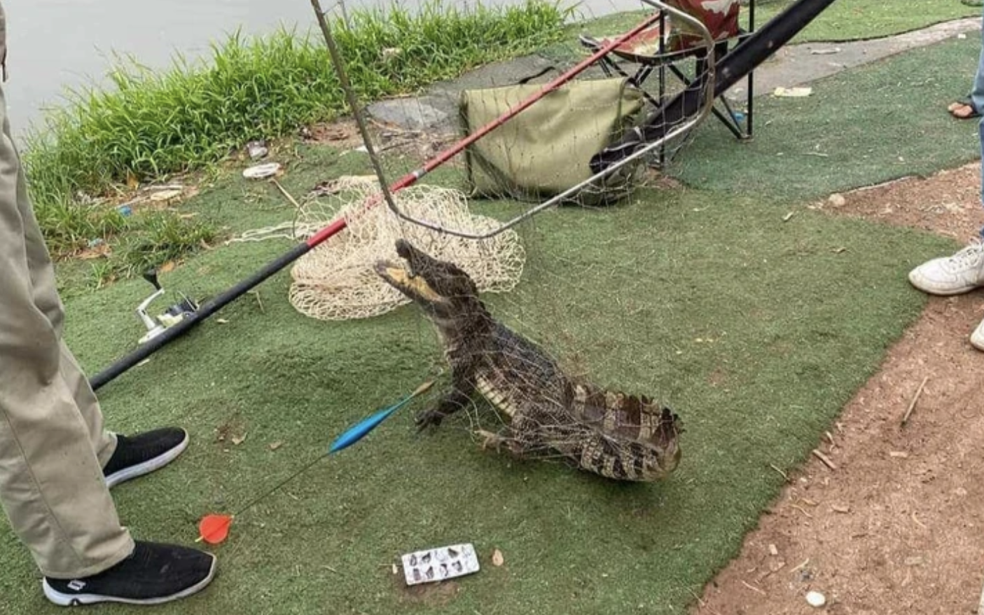 Làm rõ việc bắt được cá sấu ở một hồ câu tại Hà Nội