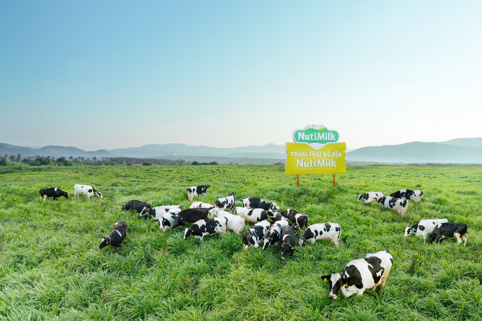 A herd of cows grazing in a field Description automatically generated