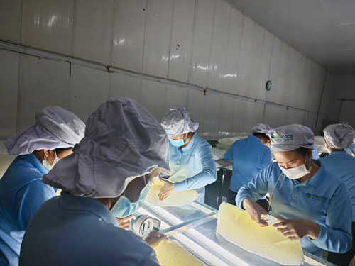 Kiểm tra h&agrave;ng trước khi xuất khẩu tại Nh&agrave; m&aacute;y Vinacoco thuộc C&ocirc;ng ty CP Thực phẩm G.C (GC Food)Ảnh: AN NA