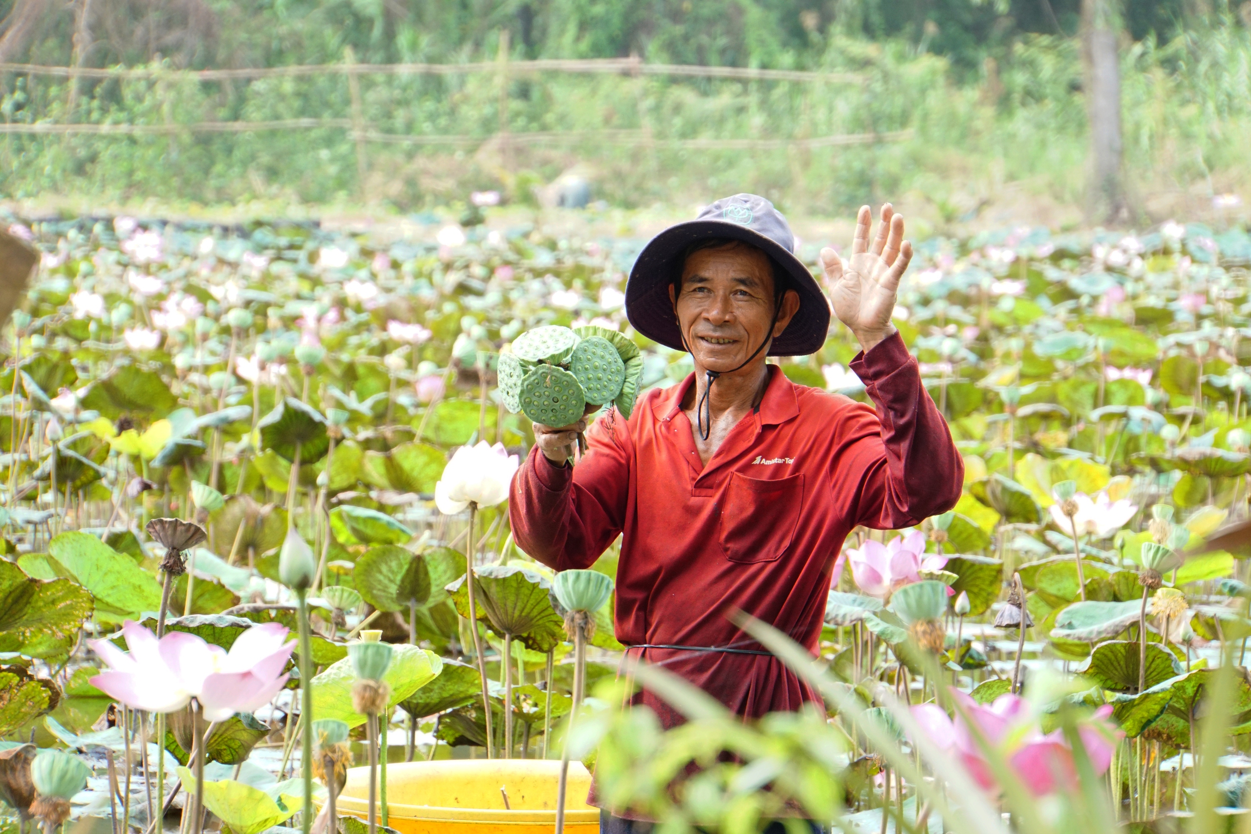Đồng Th&aacute;p chuẩn bị xuất khẩu l&ocirc; h&agrave;ng sen đầu ti&ecirc;n sang Nhật Bản- Ảnh 2.