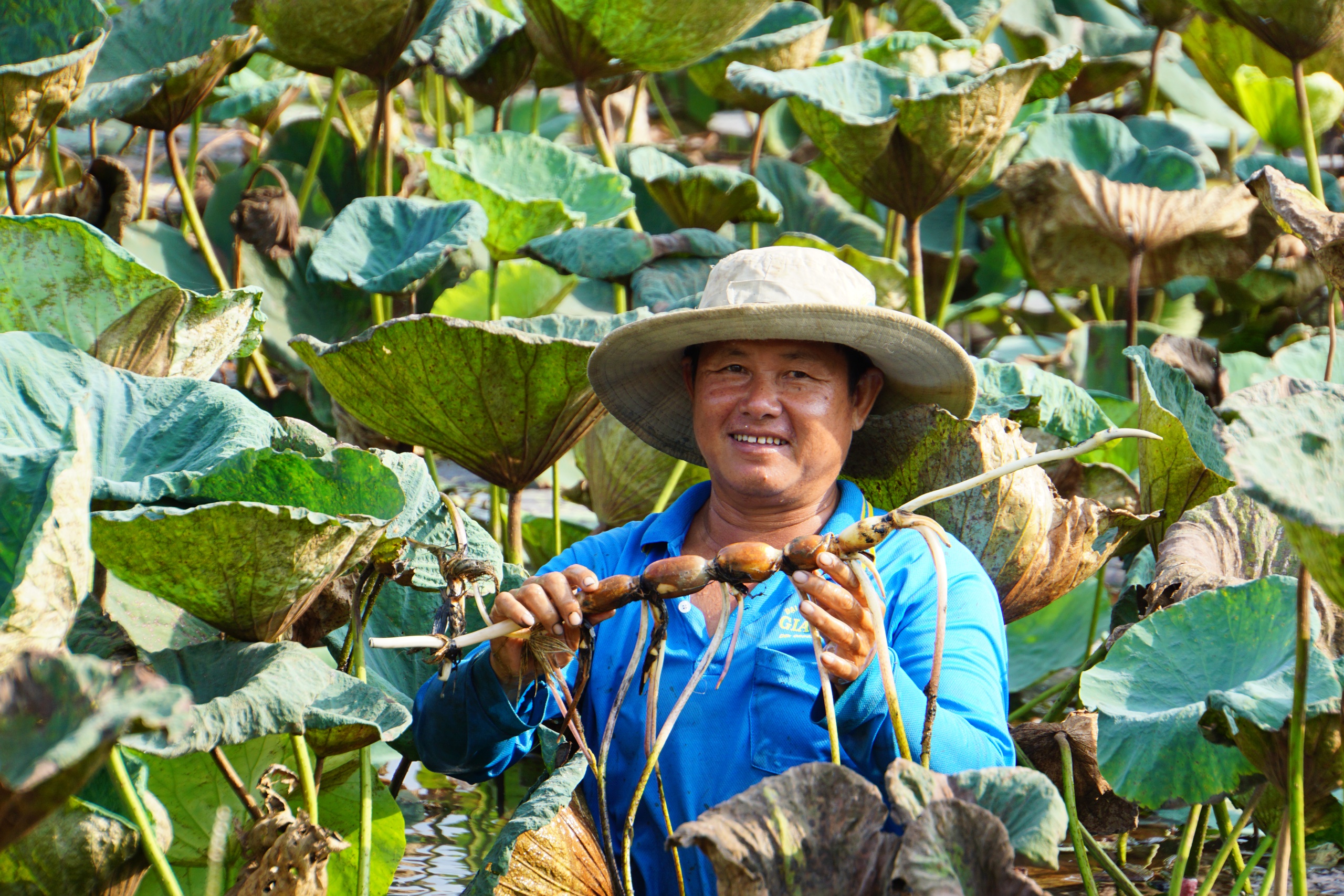 Đồng Th&aacute;p chuẩn bị xuất khẩu l&ocirc; h&agrave;ng sen đầu ti&ecirc;n sang Nhật Bản- Ảnh 3.