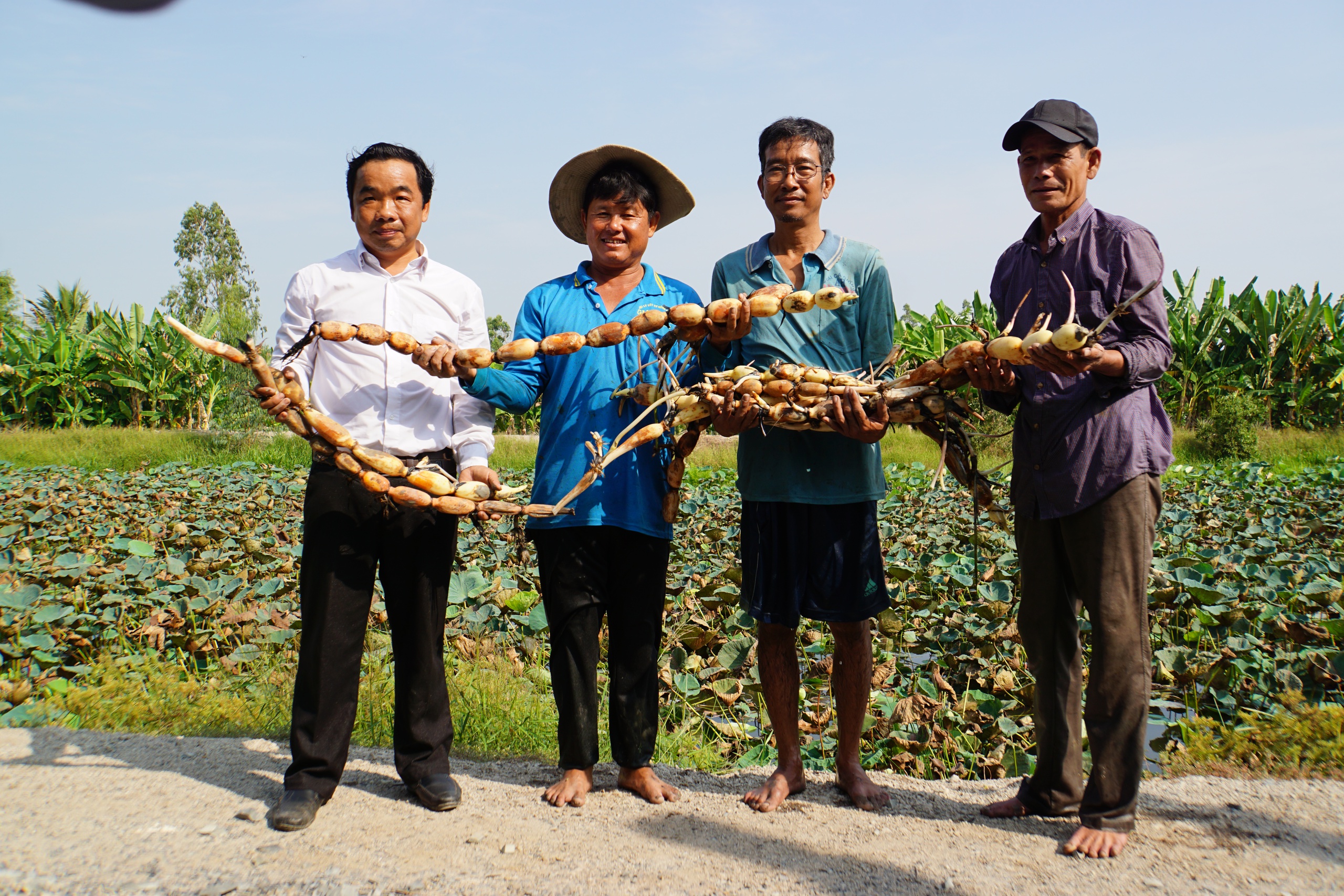 Đồng Th&aacute;p chuẩn bị xuất khẩu l&ocirc; h&agrave;ng sen đầu ti&ecirc;n sang Nhật Bản- Ảnh 4.