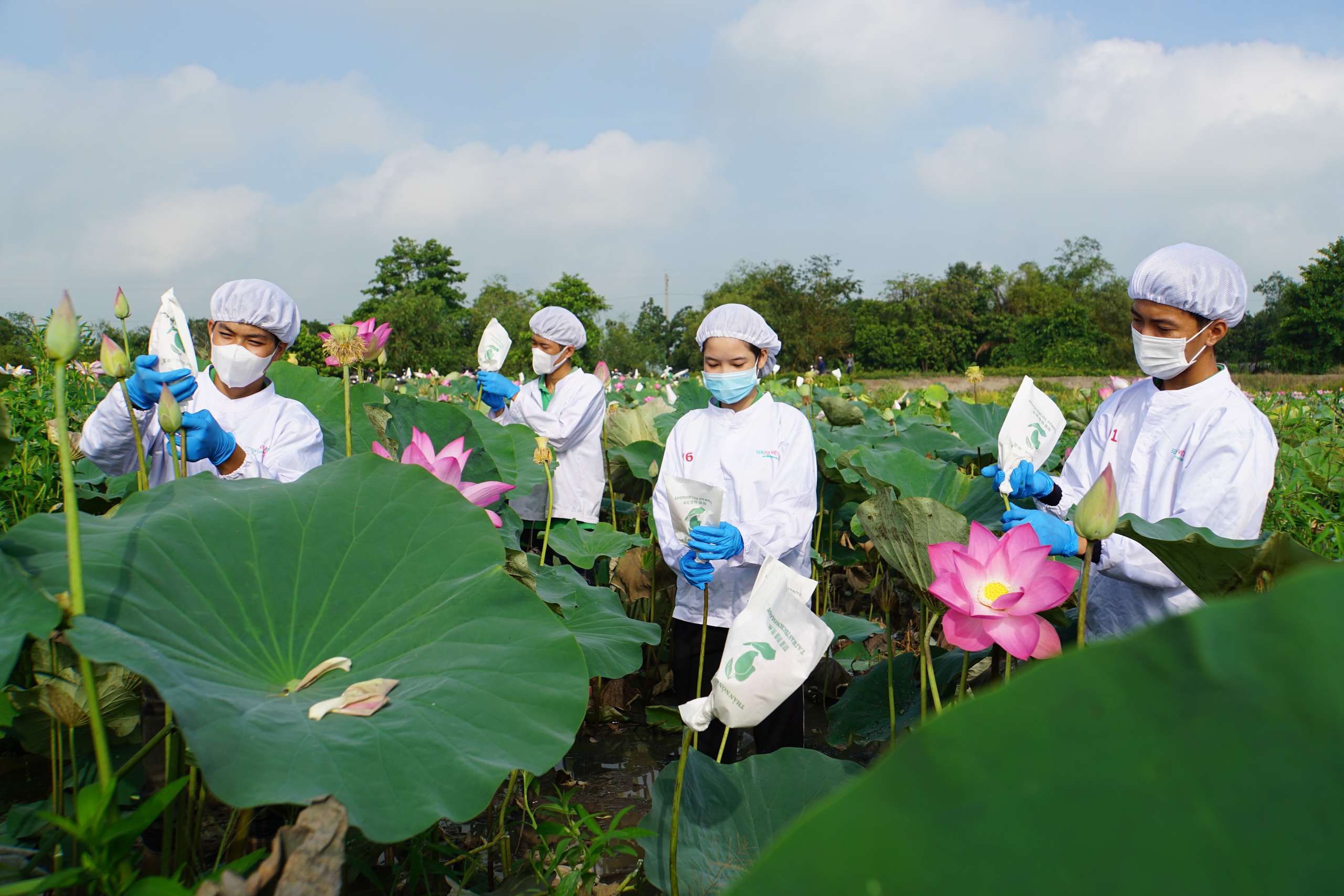 Đồng Th&aacute;p chuẩn bị xuất khẩu l&ocirc; h&agrave;ng sen đầu ti&ecirc;n sang Nhật Bản- Ảnh 10.