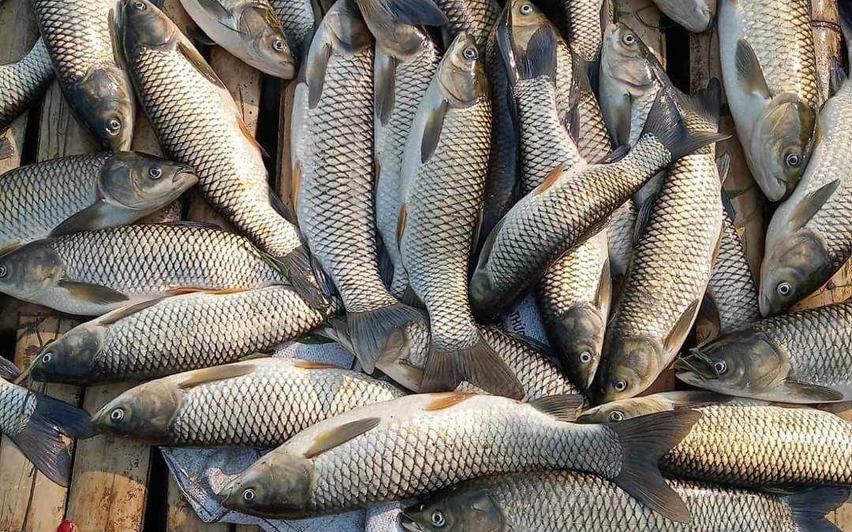 Cá lồng chết bất thường trên sông Mã