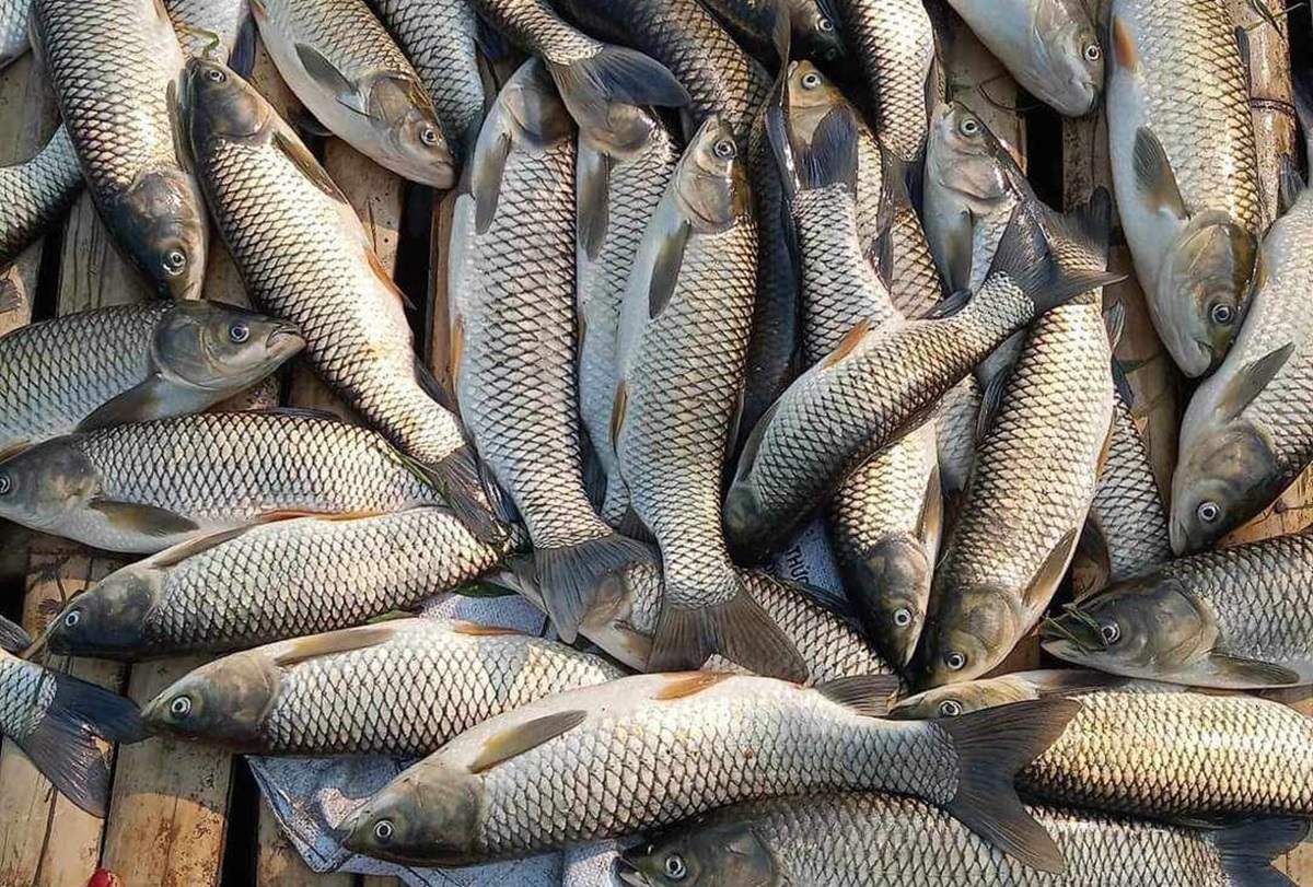 C&aacute; lồng chết bất thường tr&ecirc;n s&ocirc;ng M&atilde;- Ảnh 1.