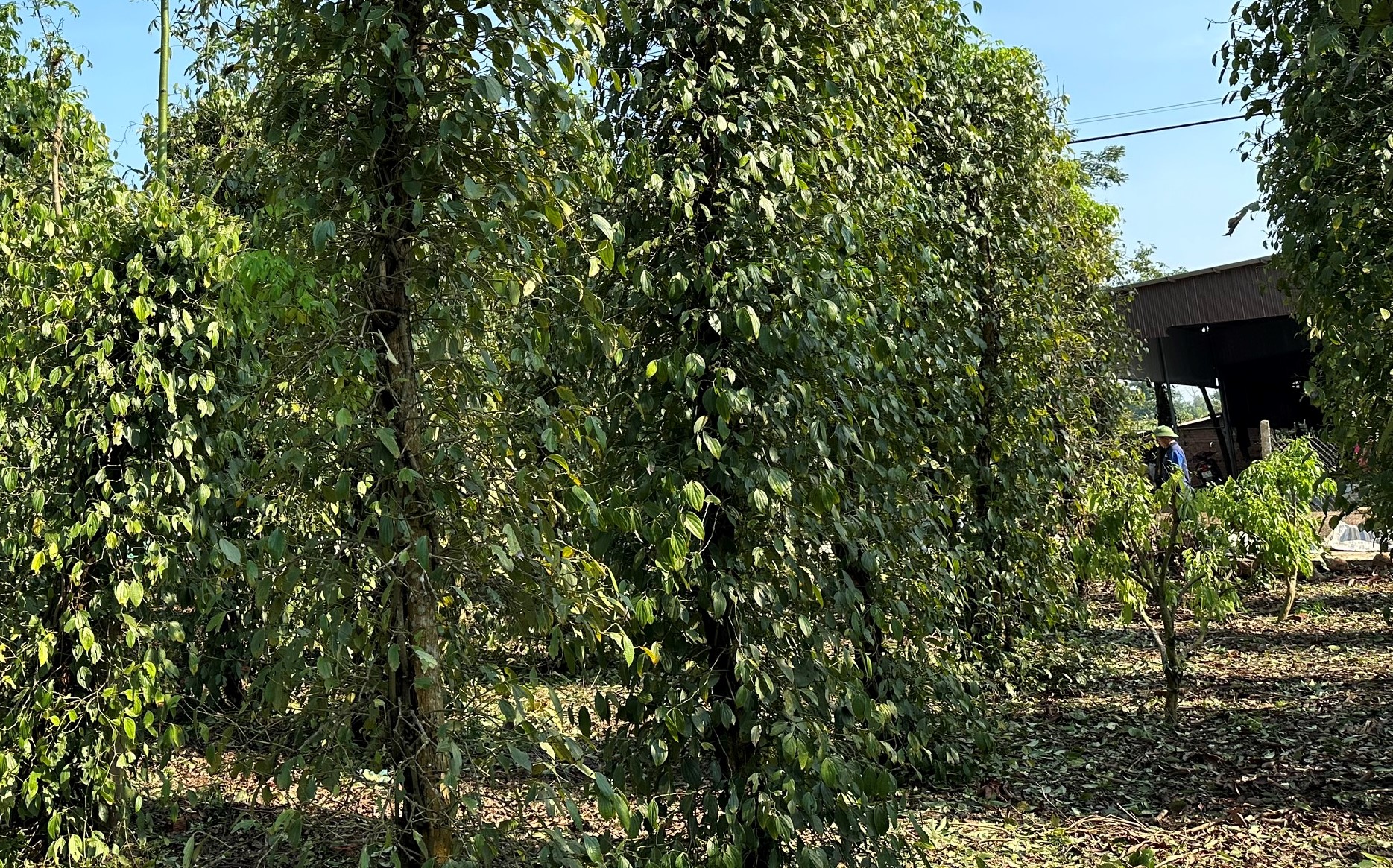 X&oacute;t xa h&agrave;ng trăm hecta l&uacute;a sắp gặt rụng sạch hạt sau trận mưa đ&aacute;- Ảnh 3.