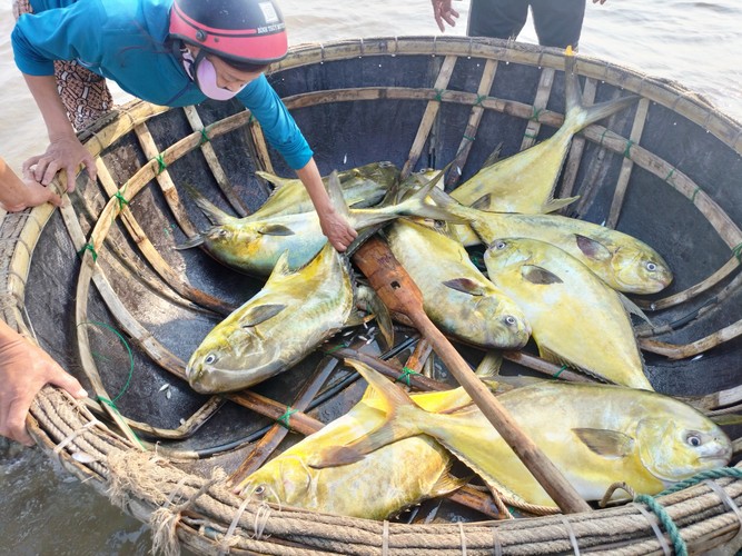 Ngư d&acirc;n H&agrave; Tĩnh &ldquo;tr&uacute;ng&rdquo; mẻ c&aacute; v&agrave;ng dương, thu về hơn 300 triệu đồng- Ảnh 3.