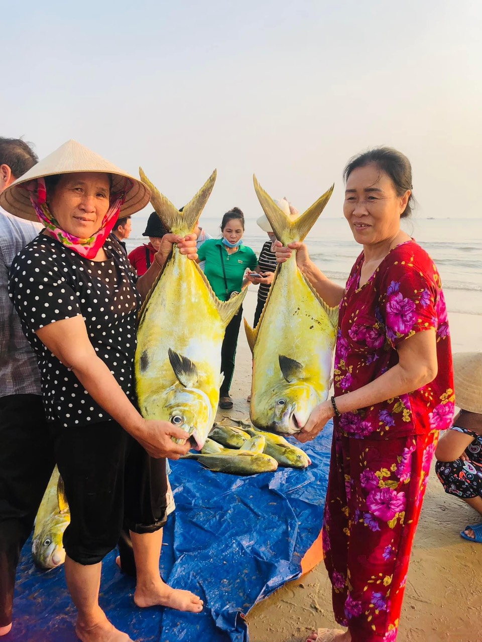 Ngư d&acirc;n H&agrave; Tĩnh &ldquo;tr&uacute;ng&rdquo; mẻ c&aacute; v&agrave;ng dương, thu về hơn 300 triệu đồng- Ảnh 2.