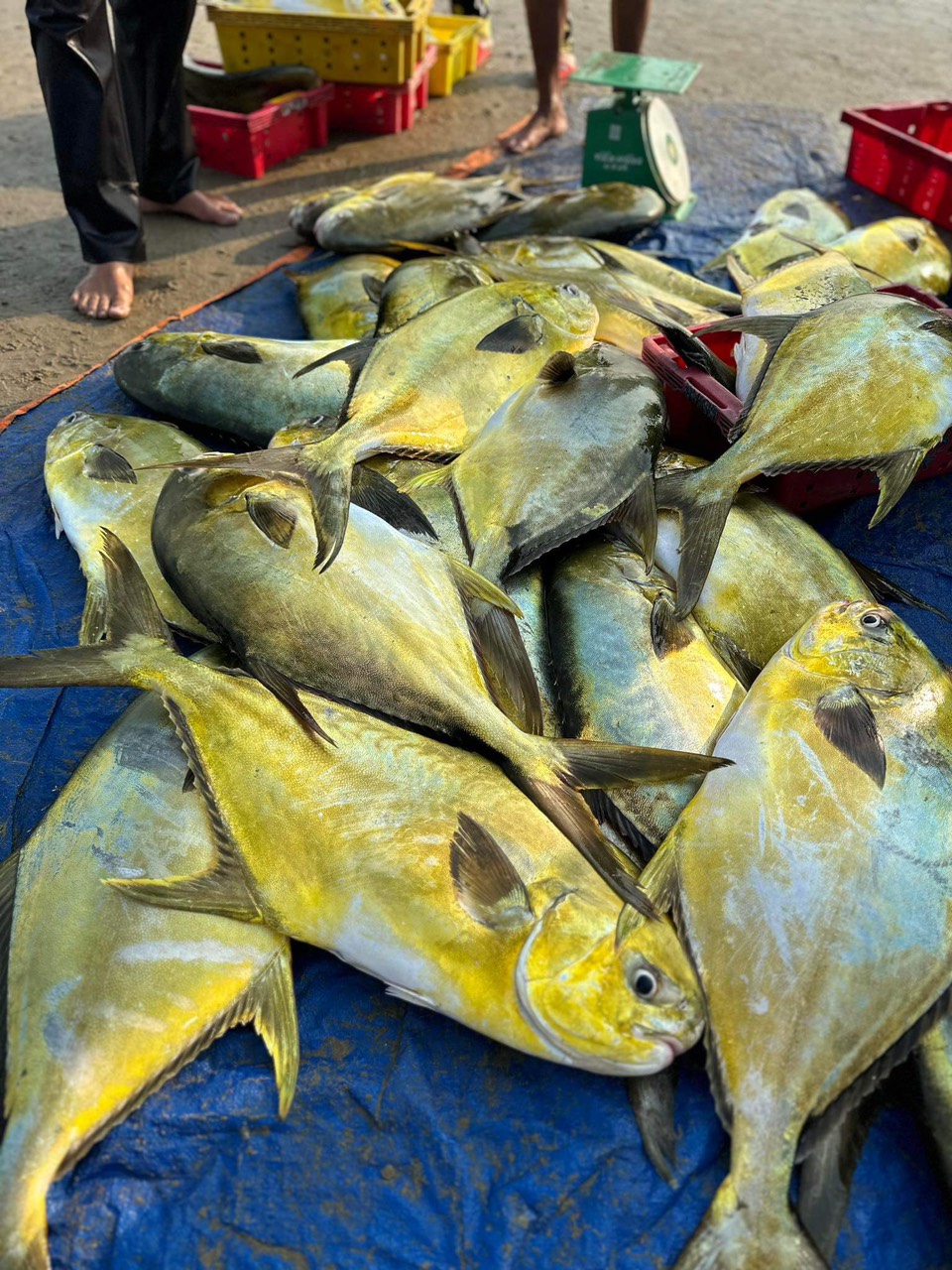Ngư d&acirc;n H&agrave; Tĩnh &ldquo;tr&uacute;ng&rdquo; mẻ c&aacute; v&agrave;ng dương, thu về hơn 300 triệu đồng- Ảnh 1.