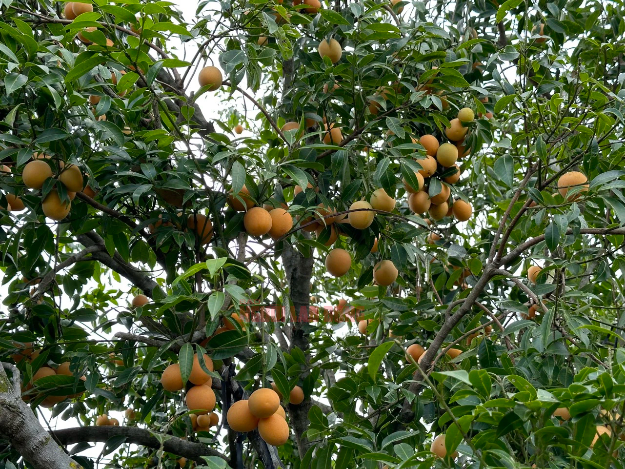 B&iacute; quyết trồng thanh tr&agrave; ngọt của l&atilde;o n&ocirc;ng ở miền T&acirc;y- Ảnh 3.