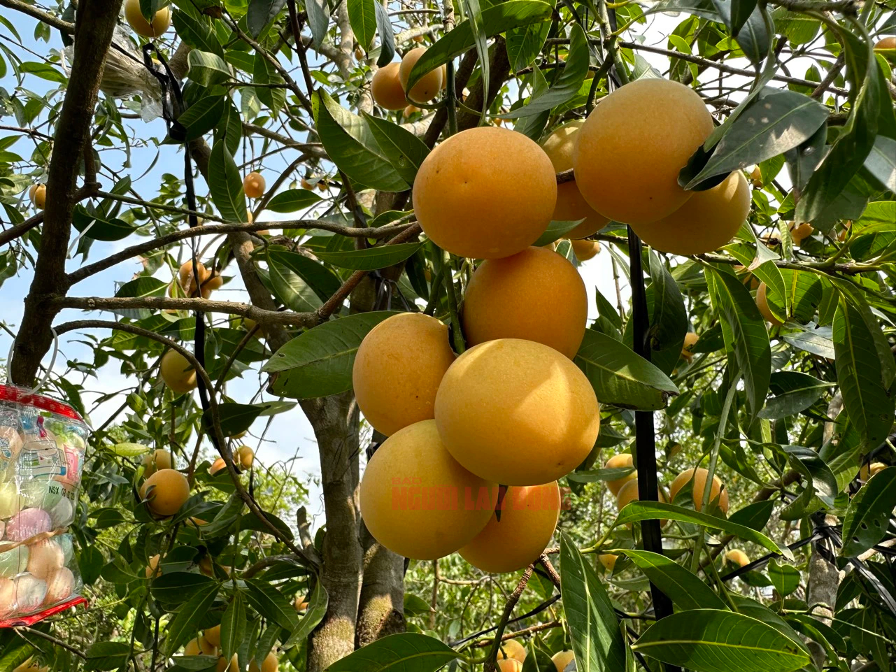 B&iacute; quyết trồng thanh tr&agrave; ngọt của l&atilde;o n&ocirc;ng ở miền T&acirc;y- Ảnh 2.