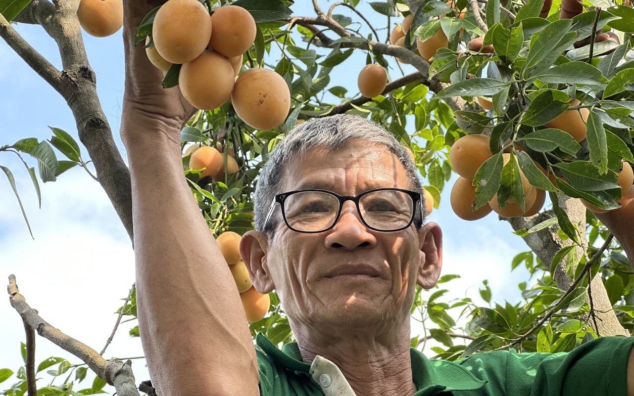 Bí quyết trồng thanh trà ngọt của lão nông ở miền Tây