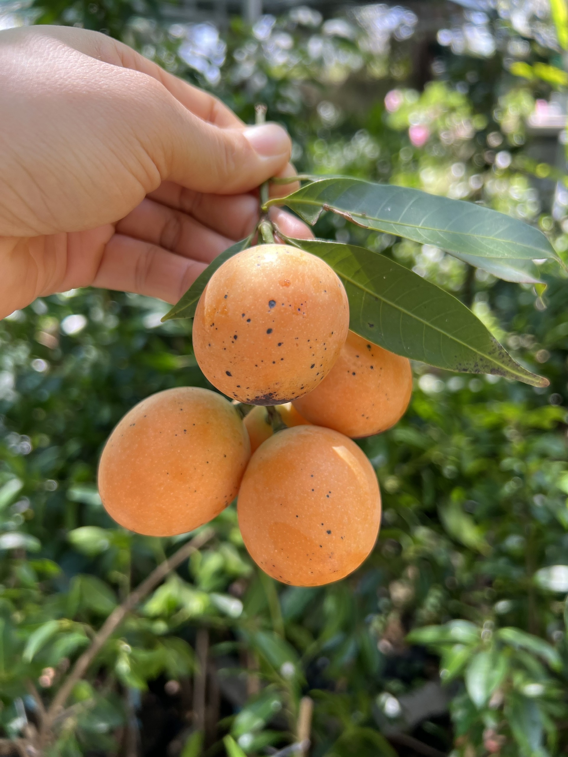 B&iacute; quyết trồng thanh tr&agrave; ngọt của l&atilde;o n&ocirc;ng ở miền T&acirc;y- Ảnh 6.