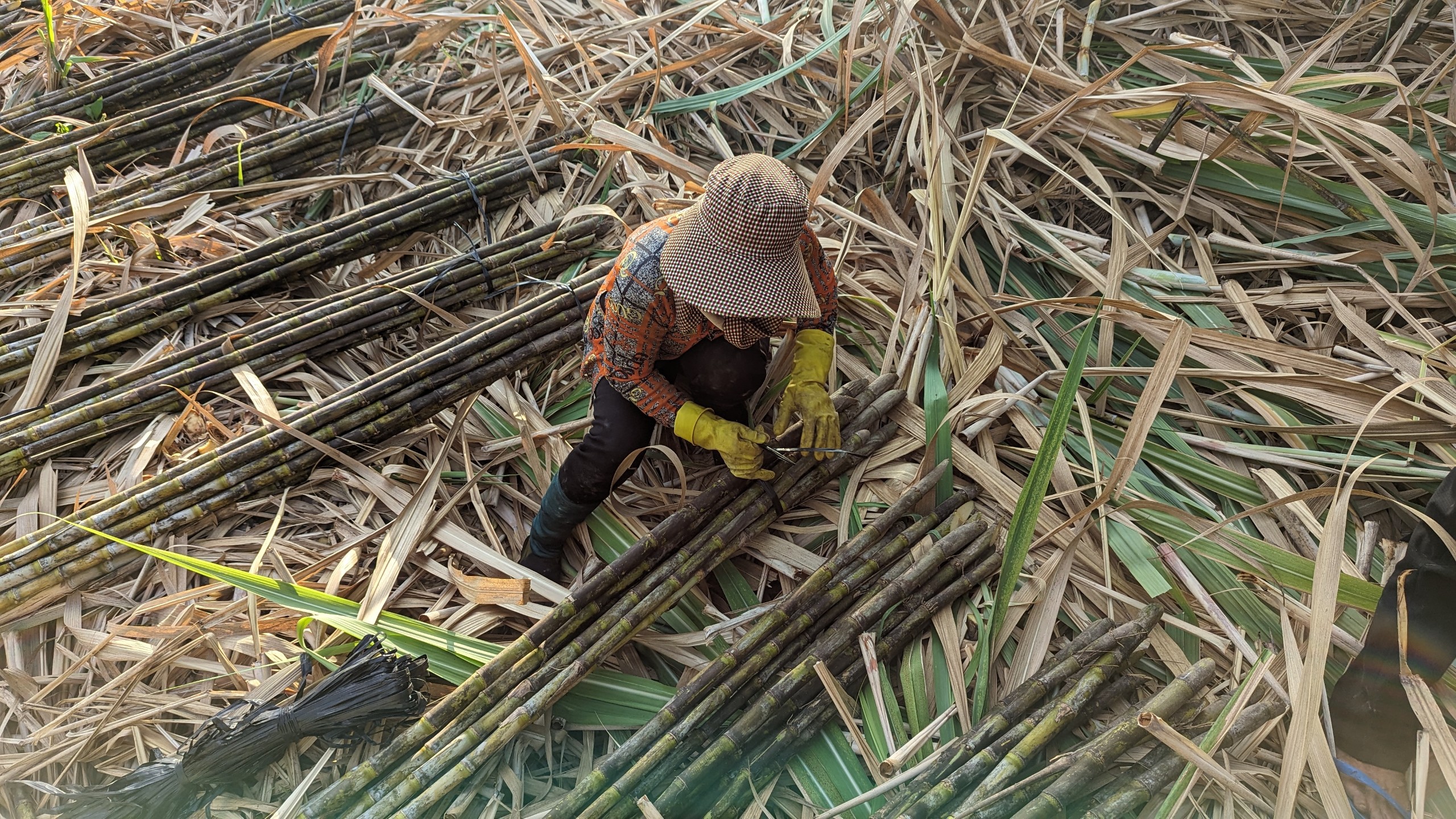 VIDEO: Thu hoạch m&iacute;a l&uacute;c nửa đ&ecirc;m ở S&oacute;c Trăng để tr&aacute;nh n&oacute;ng- Ảnh 10.