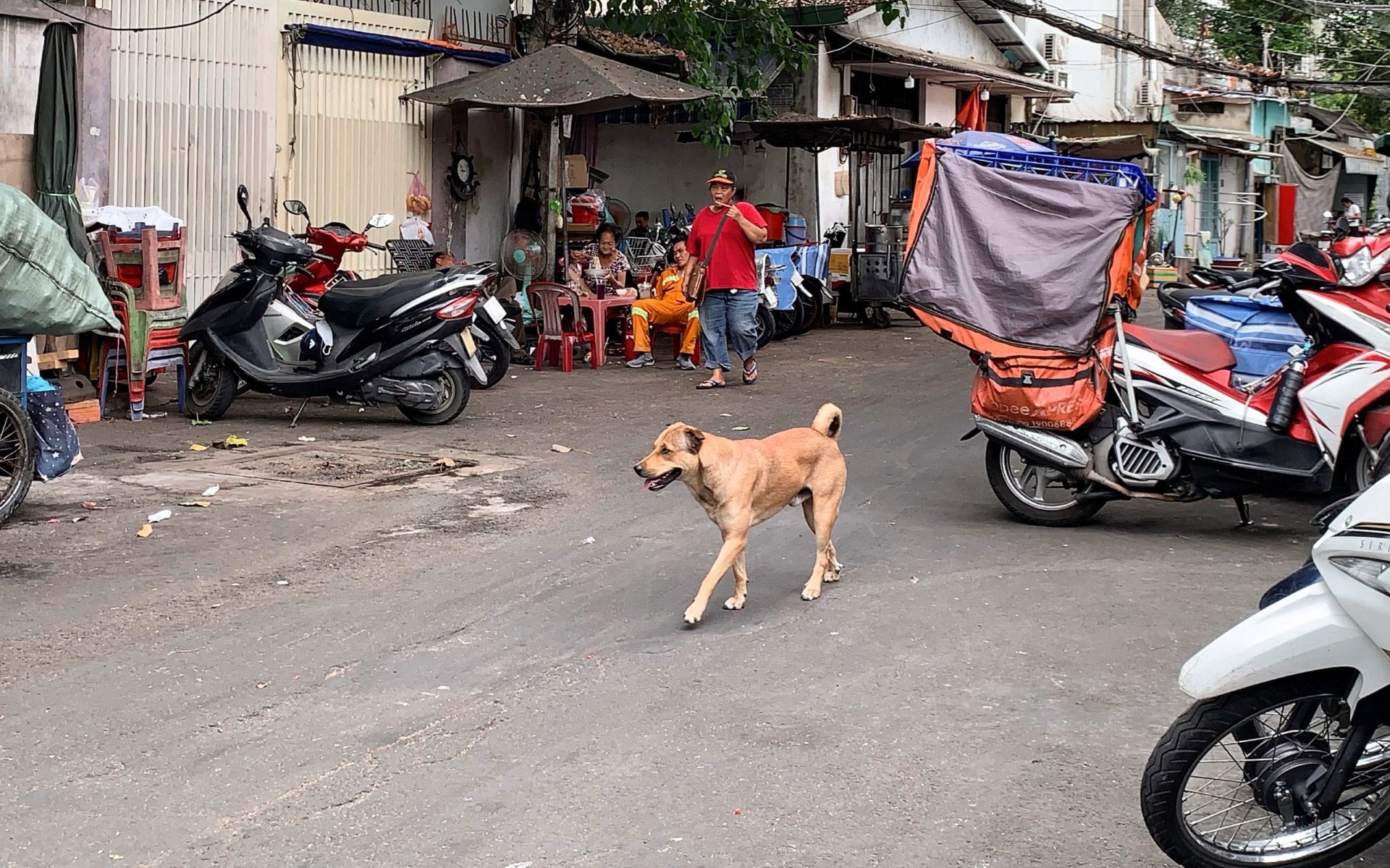 Quản lý chó, mèo tại cộng đồng sao cho hiệu quả (*): Có nhiều cách để quản lý chặt chẽ việc nuôi chó, mèo