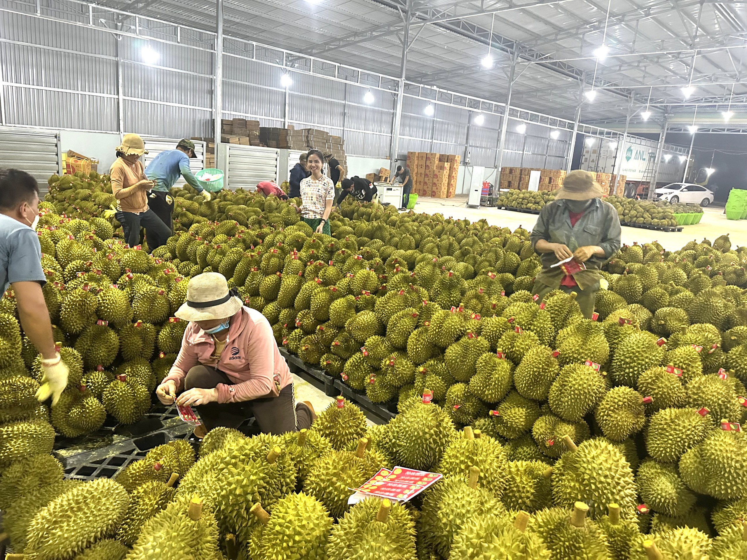 Doanh nghiệp Trung Quốc mua từ khi ra hoa, "ăn ngủ" tại vựa sầu ri&ecirc;ng- Ảnh 2.