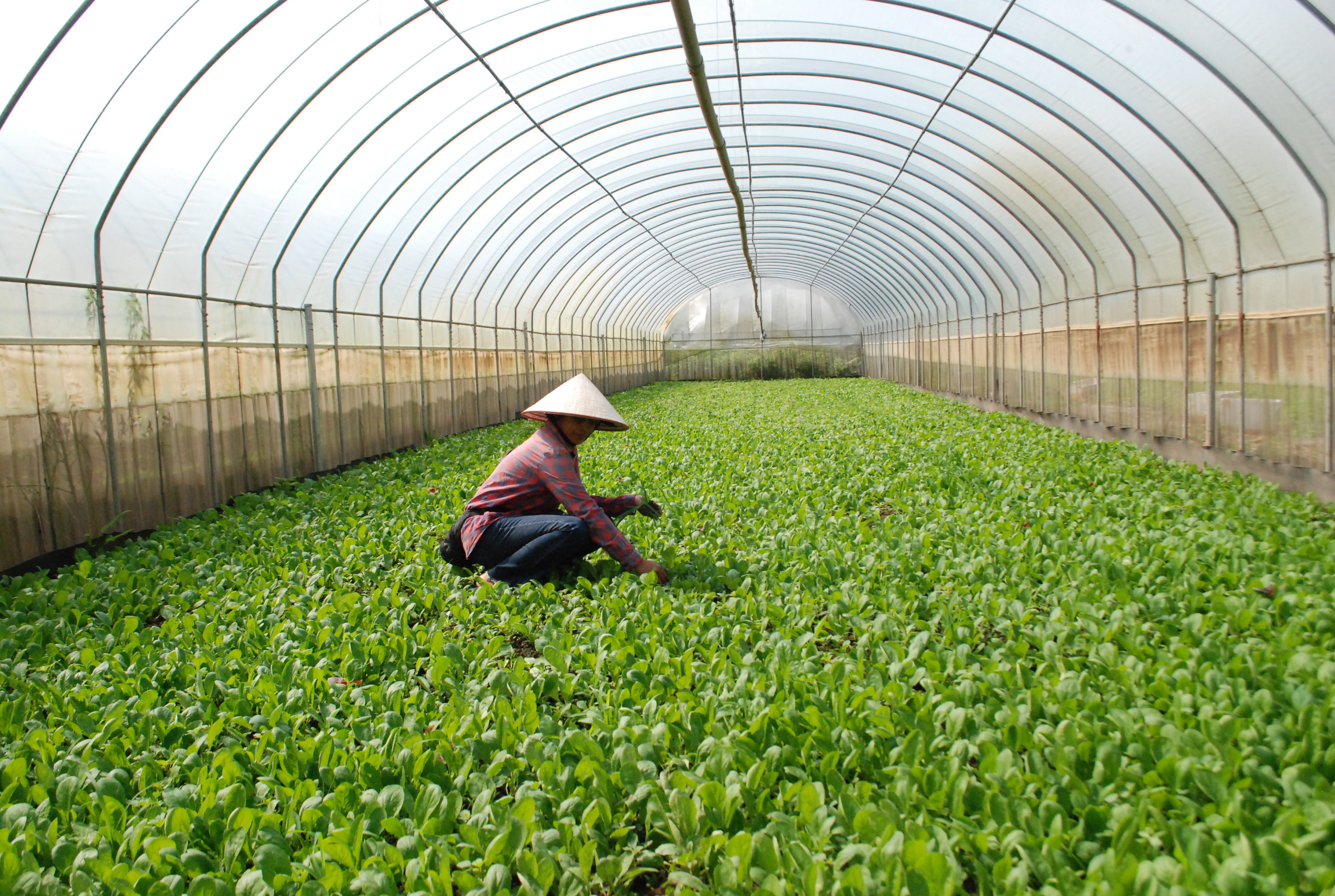 NÂNG BƯỚC NGƯỜI LAO ĐỘNG: Giấc mơ thành hiện thực- Ảnh 1.