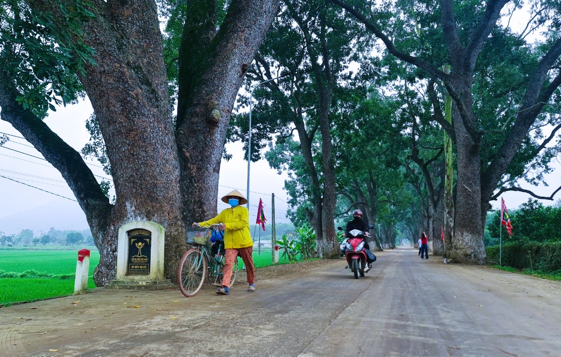 Ngắm h&agrave;ng c&acirc;y di sản hơn 100 năm tuổi dưới ch&acirc;n n&uacute;i thi&ecirc;ng- Ảnh 1.
