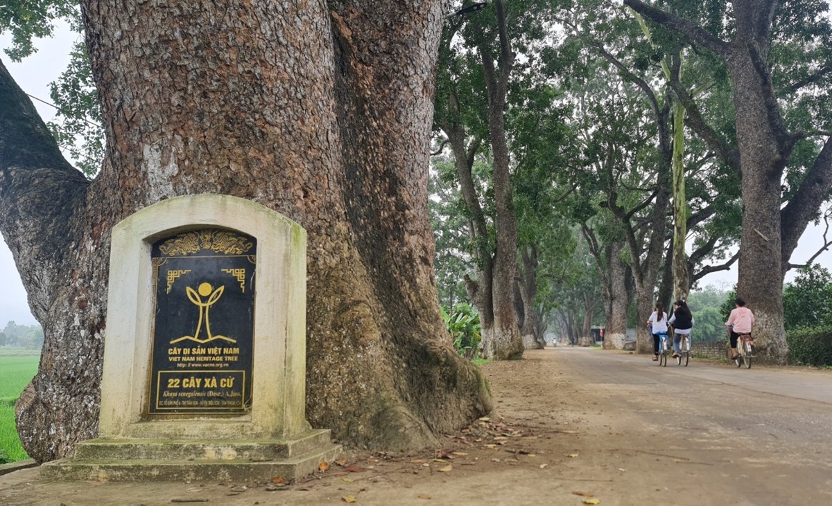 Ngắm h&agrave;ng c&acirc;y di sản hơn 100 năm tuổi dưới ch&acirc;n n&uacute;i thi&ecirc;ng- Ảnh 7.