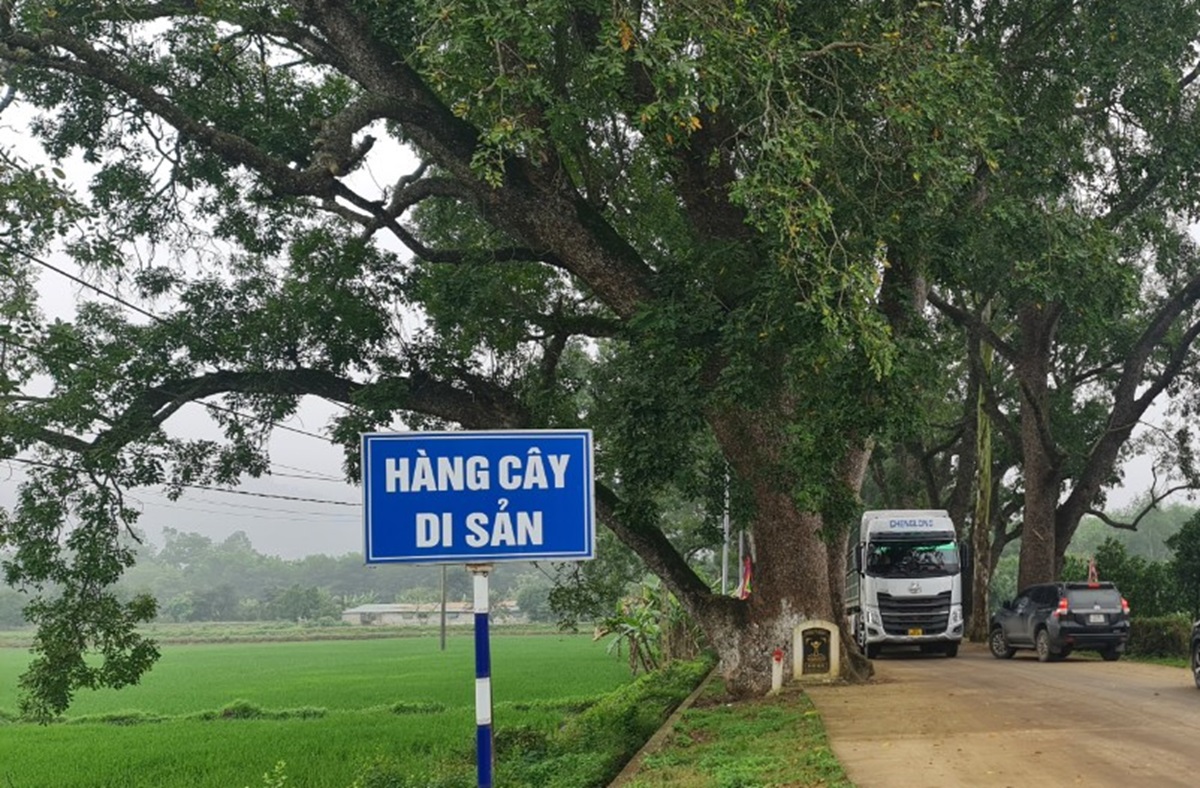 Ngắm h&agrave;ng c&acirc;y di sản hơn 100 năm tuổi dưới ch&acirc;n n&uacute;i thi&ecirc;ng- Ảnh 9.