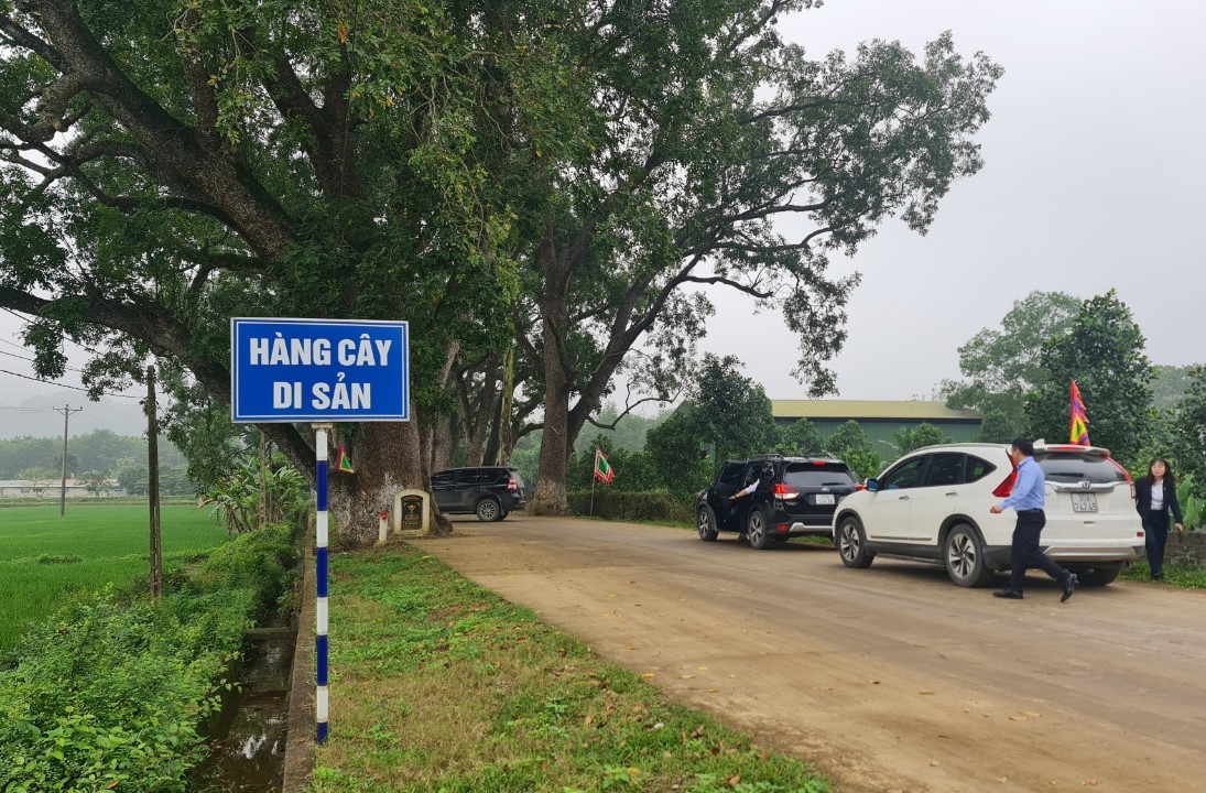 Ngắm h&agrave;ng c&acirc;y di sản hơn 100 năm tuổi dưới ch&acirc;n n&uacute;i thi&ecirc;ng- Ảnh 10.