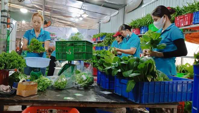 HTX N&ocirc;ng nghiệp Tuấn Ngọc (TP Thủ Đức) hoạt động hiệu quả  tại TP HCM
