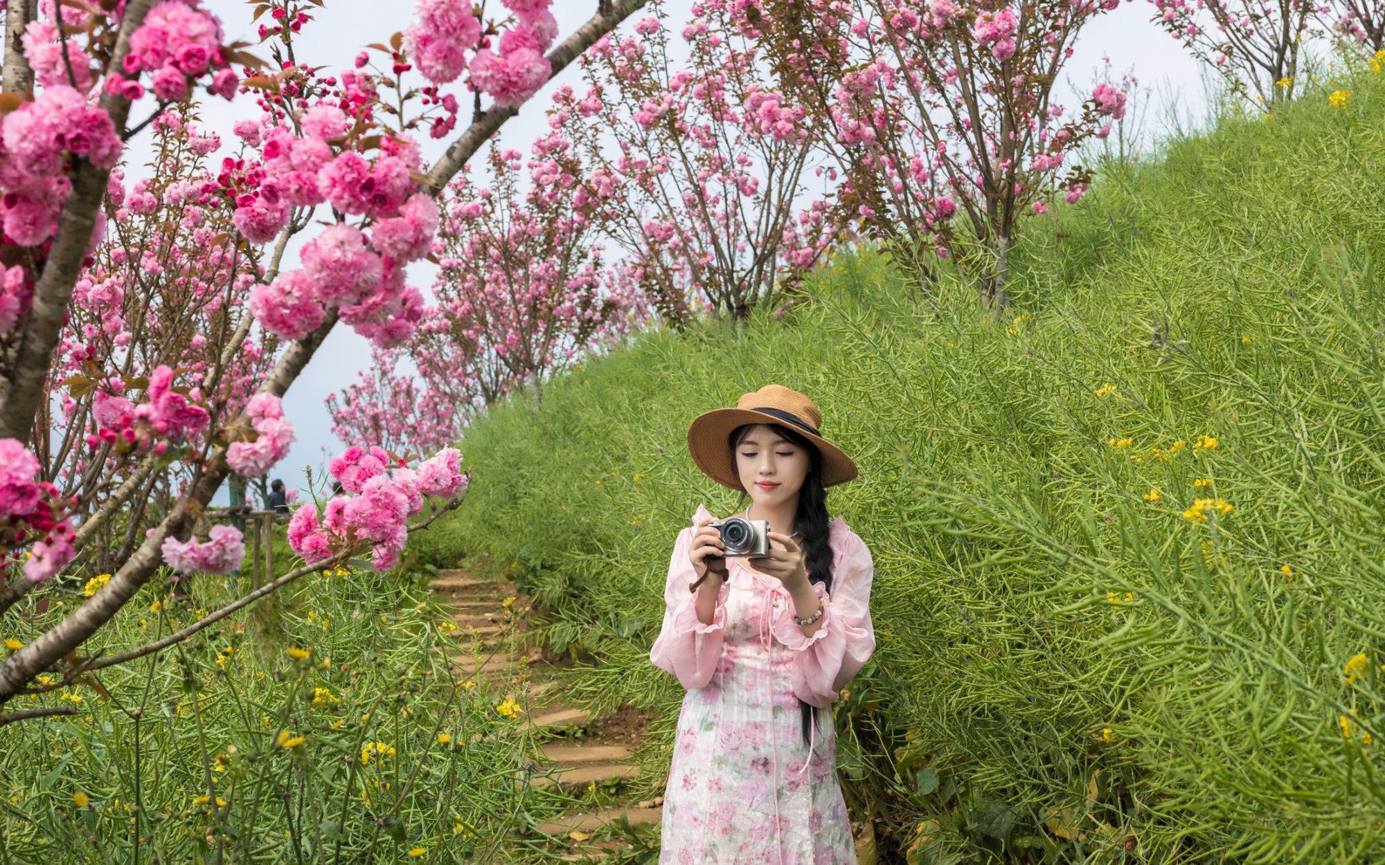 Hoa anh đào nở rộ, Fansipan tựa xứ sở Phù Tang