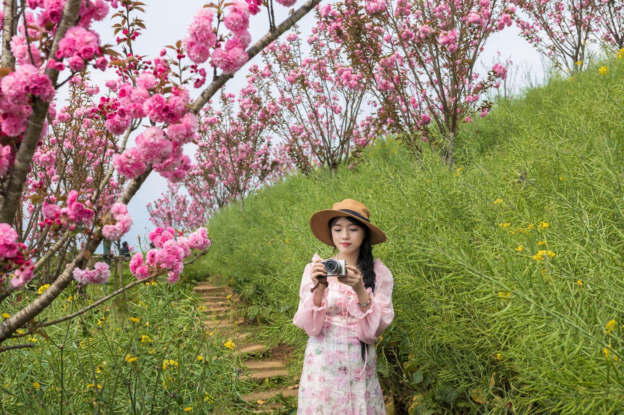 Hoa anh đ&agrave;o nở rộ, Fansipan tựa xứ sở Ph&ugrave; Tang- Ảnh 2.