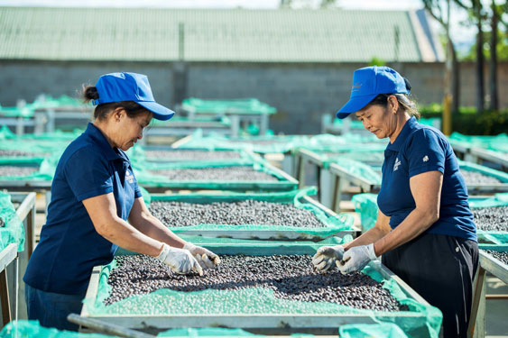 Trong khi giá cà phê tăng cao kỷ lục, nhiều doanh nghiệp xuất khẩu cà phê lại gặp khó khăn. Trong ảnh: Sơ chế cà phê tại Công ty TNHH Vĩnh Hiệp Ảnh: VÂN ANH