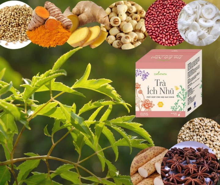 Tr&agrave; lợi sữa &Iacute;ch Nhũ: Hỗ trợ v&agrave; phục hồi sức khỏe phụ nữ sau sinh- Ảnh 4.