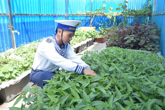 Chiến sĩ với vườn rau xanh tr&ecirc;n đảo