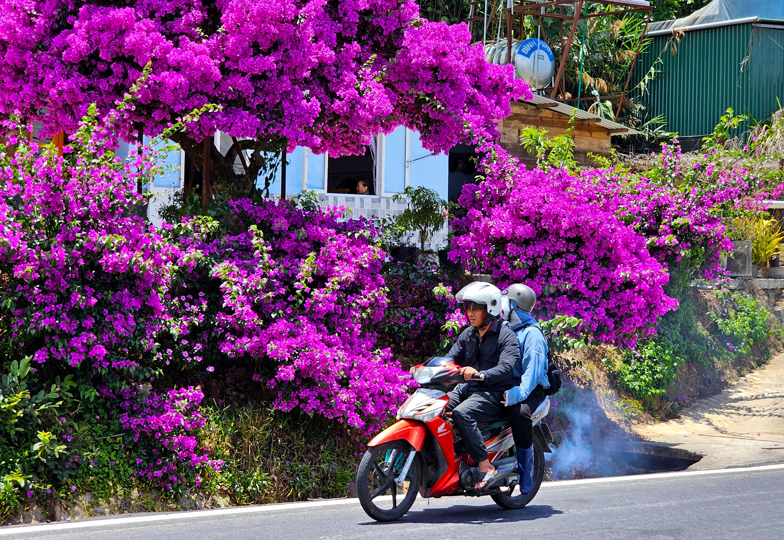 Ngắm c&acirc;y hoa giấy nổi tiếng nhất Đ&agrave; Lạt, ai đi qua cũng phải trầm trồ- Ảnh 2.