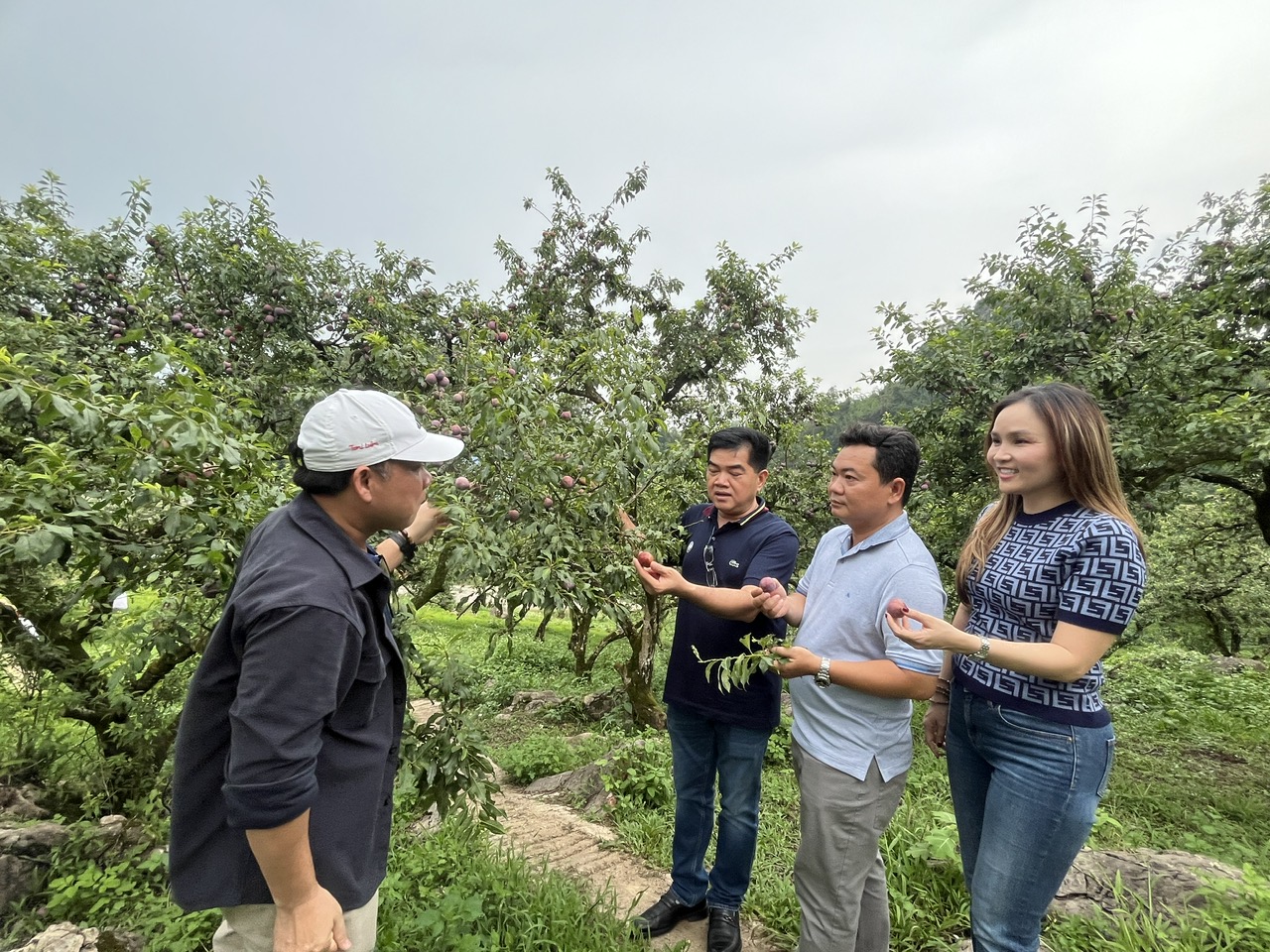 Khoảng 1.000 tấn mận hậu Sơn La chuẩn VietGAP bán giá ưu đãi trong siêu thị Saigon Co.op
- Ảnh 4.